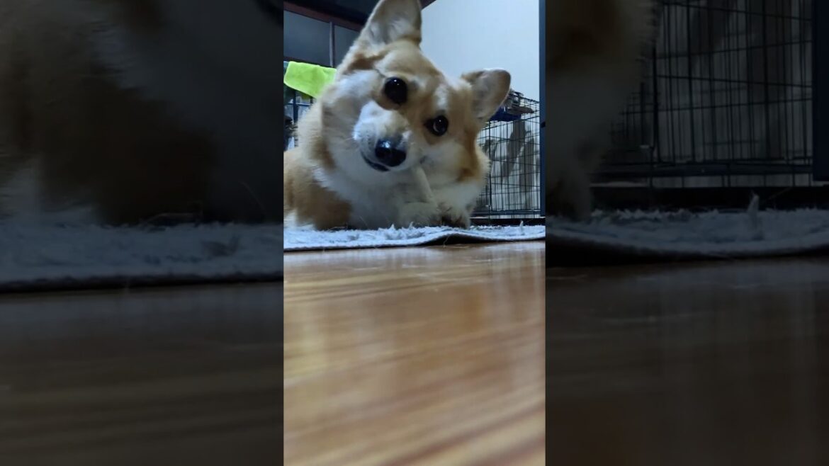 咀嚼を頑張るコーギー / The Corgi is making a great effort to chew #corgi #コーギー #サクラ