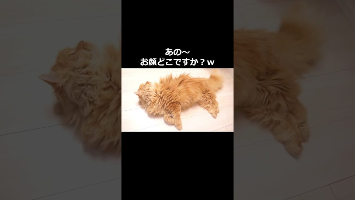 【猫】フローリング好きなモフモフ！#猫 #cat #ラガマフィン #猫のいる暮らし #可愛い #癒される