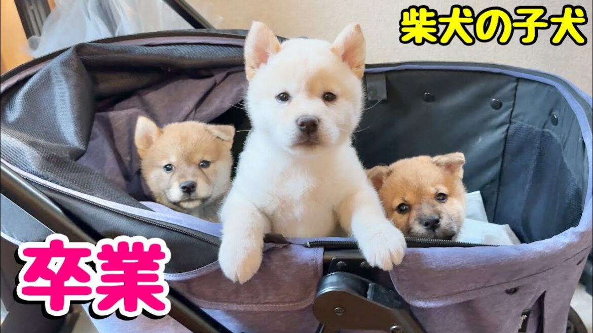 【柴犬 子犬】卒業の時を迎えた子犬たち＆season 6最新情報