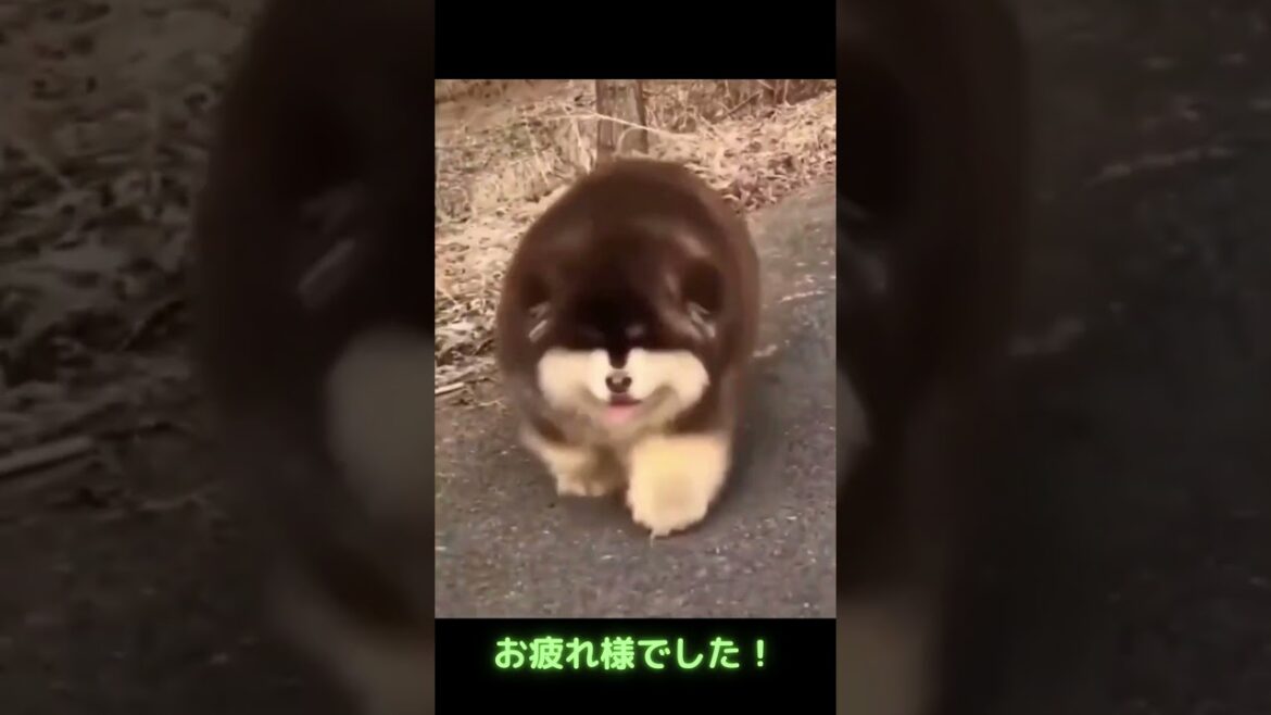 チャウチャウ犬？の散歩！
