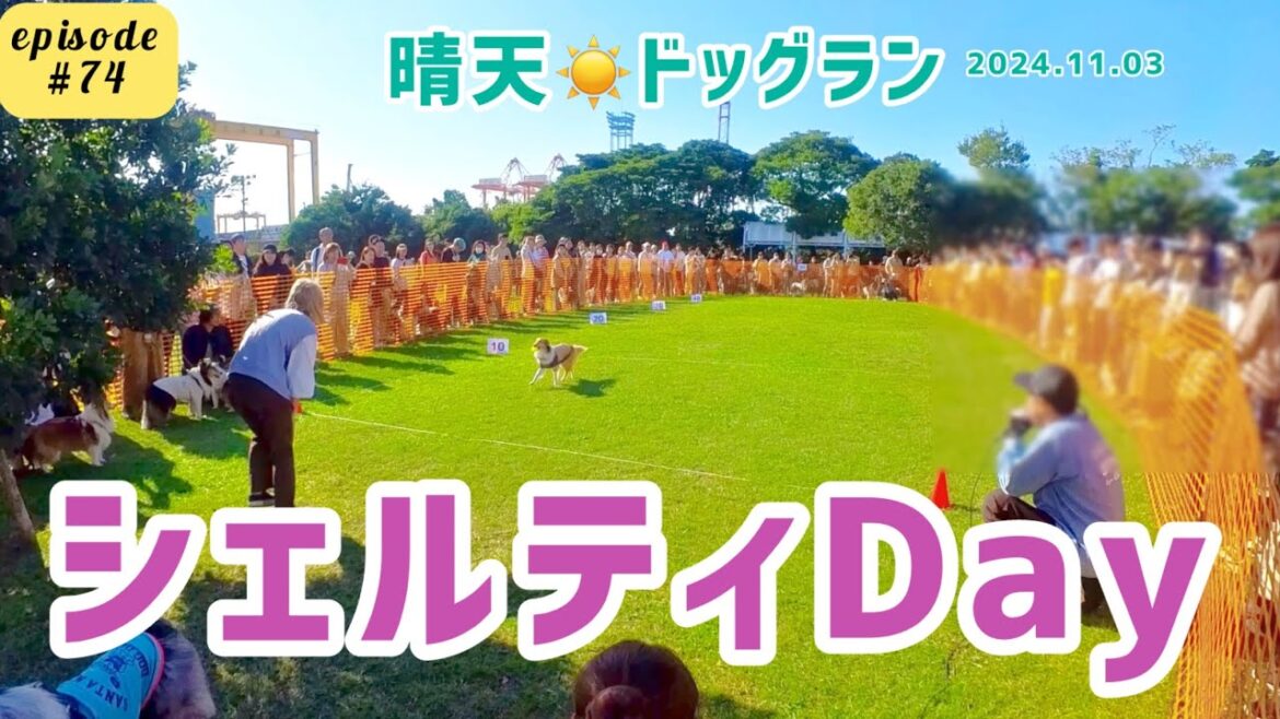 晴天のシェルティDay【同犬種RUN】 晴天のシェルティDay【同犬種RUN】