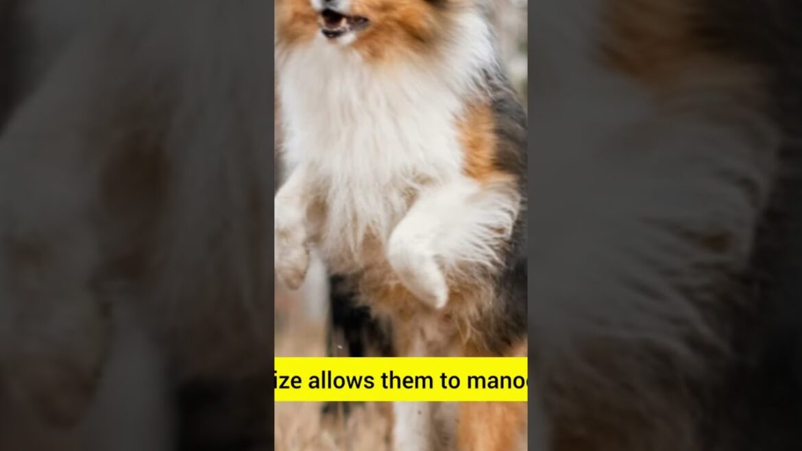 Top dog breeds in Scotland