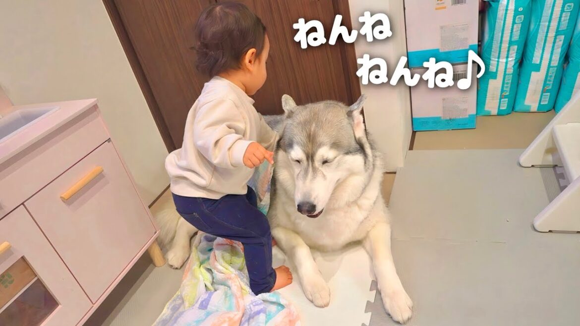 大好きな娘にお布団を掛けてもらい、トントンされる愛犬の幸せそうな表情が可愛過ぎました・・・笑