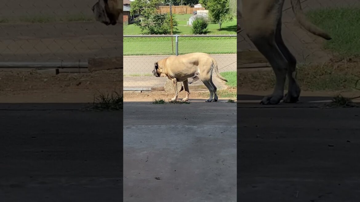 English Mastiff hanging with his friends