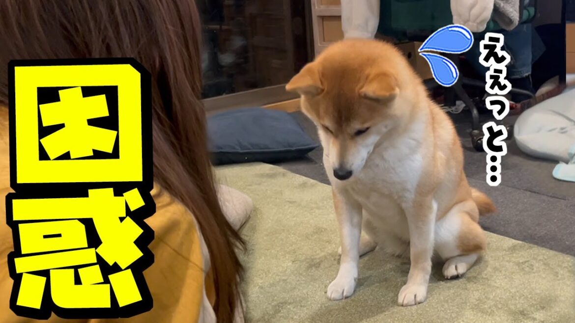 熱血な娘の言葉を理解しようと必死に考え、実行する柴犬に感動しました