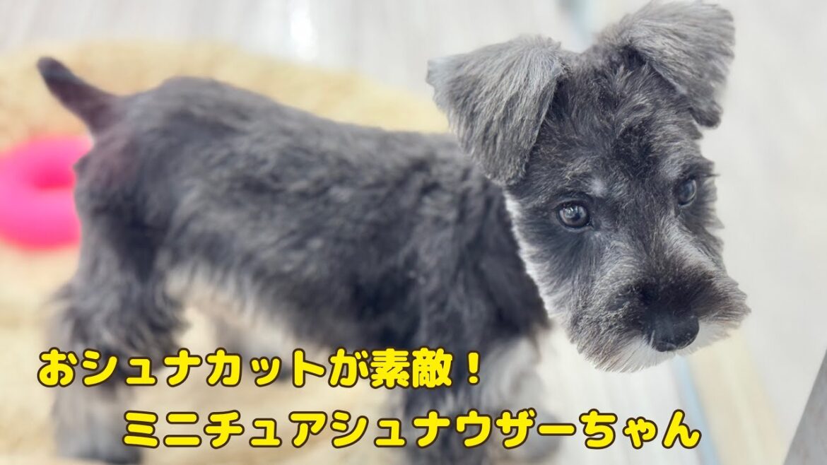 2025.01.29 おシュナカットが素敵！ミニチュアシュナウザーちゃん♡