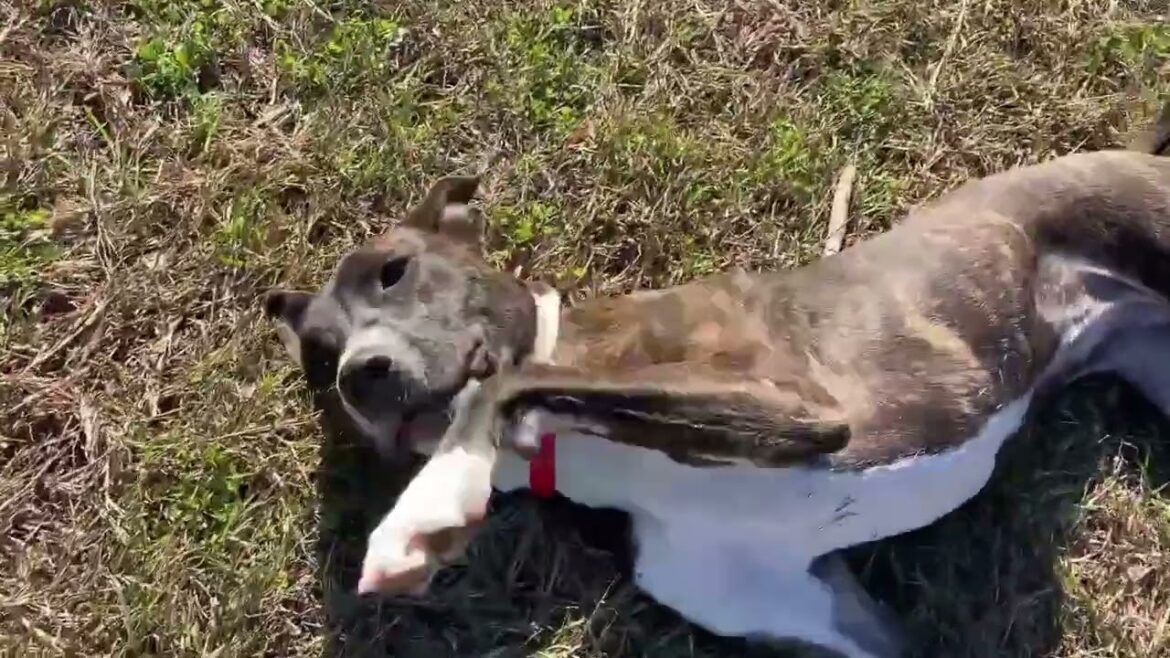 Meet Blair *VIP* a Terrier, American Staffordshire currently available for adoption! 1/29/2025 11:34