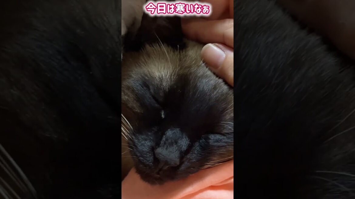 シャム猫ムーン🌙チャンネル・今日は眠たい ＃しゃむねこ ＃ショート ＃siamese