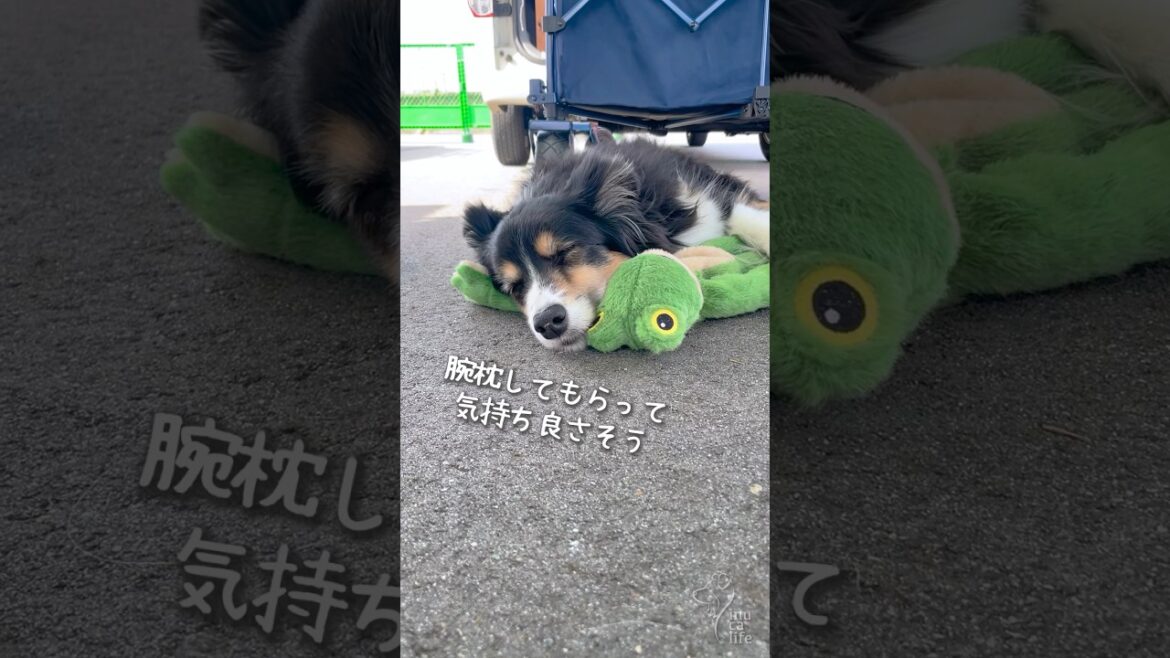ぬいぐるみと寝るボーダーコリーが可愛い　#ボーダーコリー #dog #犬