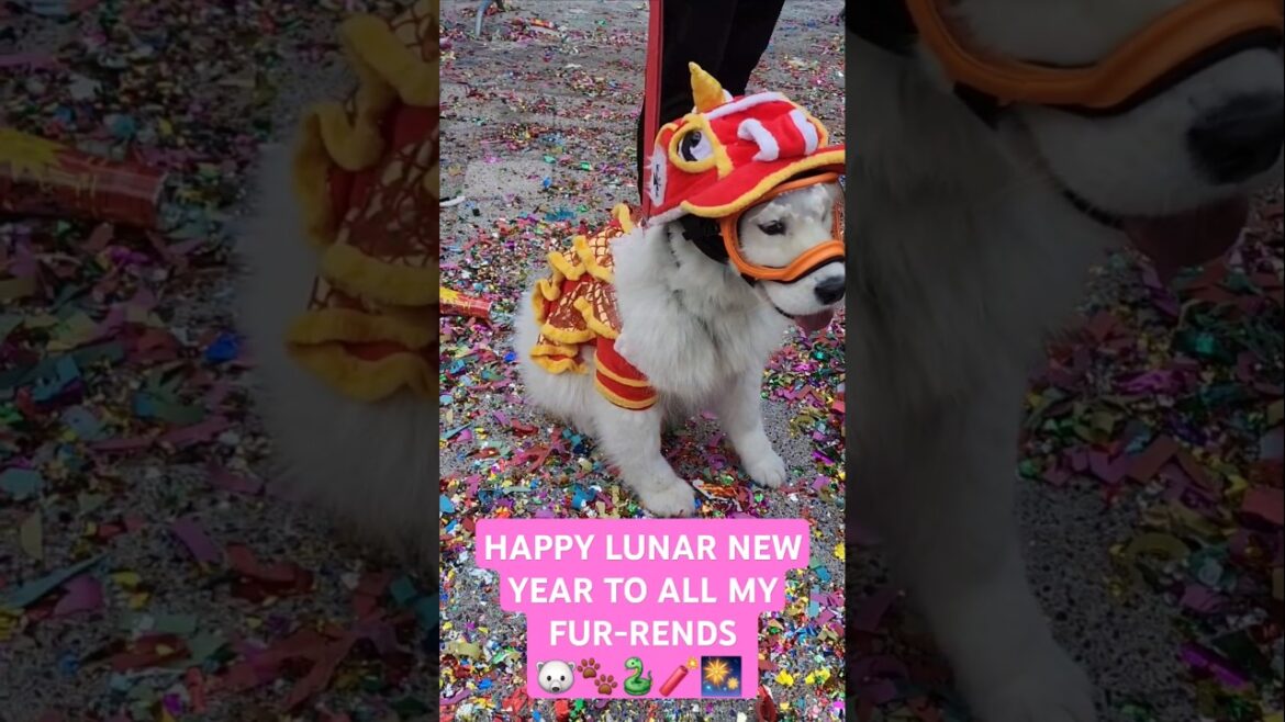 Ripley The Cottonball - HAPPY #LUNARNEWYEAR TO ALL MY FUR-RENDS🐻‍❄🐾🐍🧨🎆#shortsfeed #samoyed #chinese