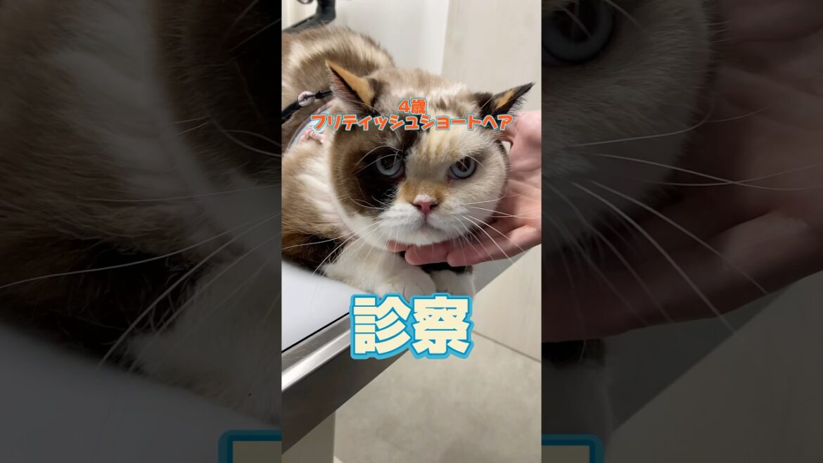 何度も嘔吐する4歳のブリティッシュショートヘアが動物病院にやってきた！