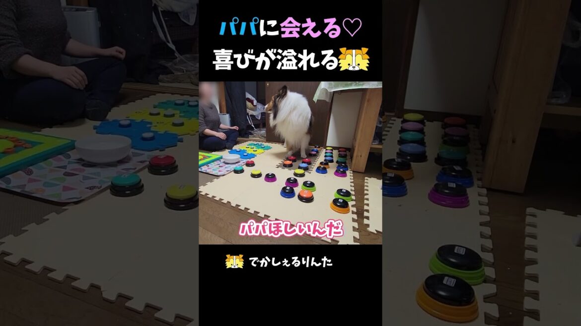 パパに会える♡喜びが溢れるシェルティ【会話ボタンでしゃべる犬】 #shorts #dog パパに会える♡喜びが溢れるシェルティ【会話ボタンでしゃべる犬】 #shorts #dog