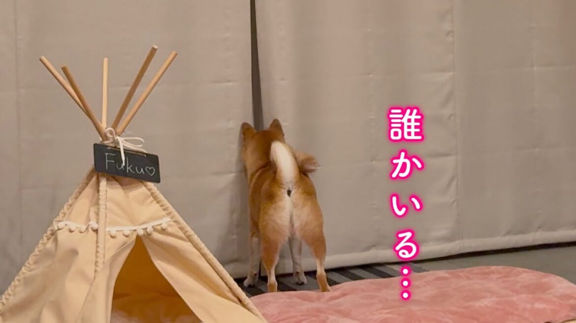 夜中に不法侵入者が現れて愛犬の大事なものが盗まれました 夜中に不法侵入者が現れて愛犬の大事なものが盗まれました