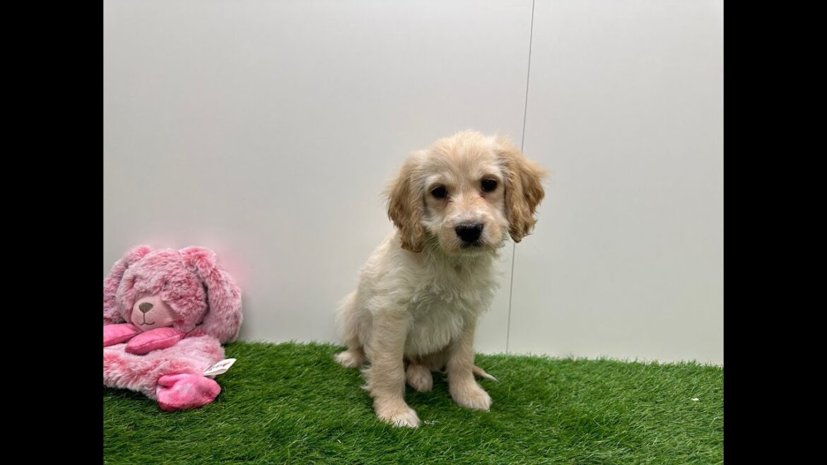 🐶 Canis Vulgaris Amerikaanse cocker spaniel 🐶 reu 🐶 PUP ID 005201612 🐶