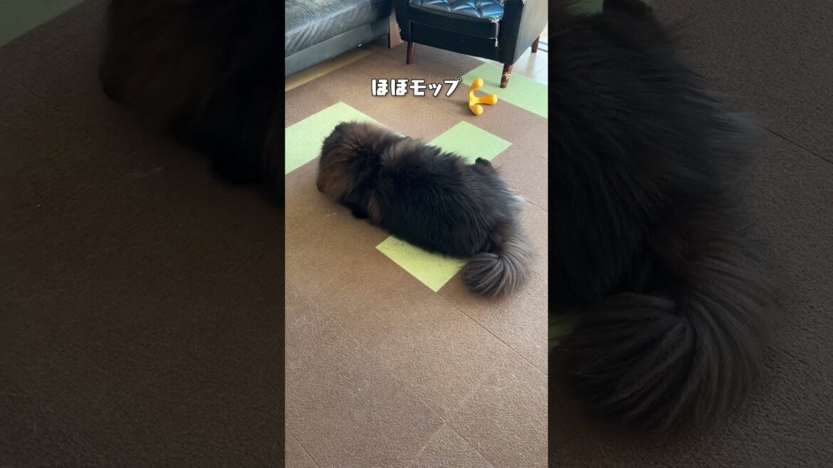 うちの犬はフォルムがおかしい【チャウチャウ】【大型犬】＃Shorts