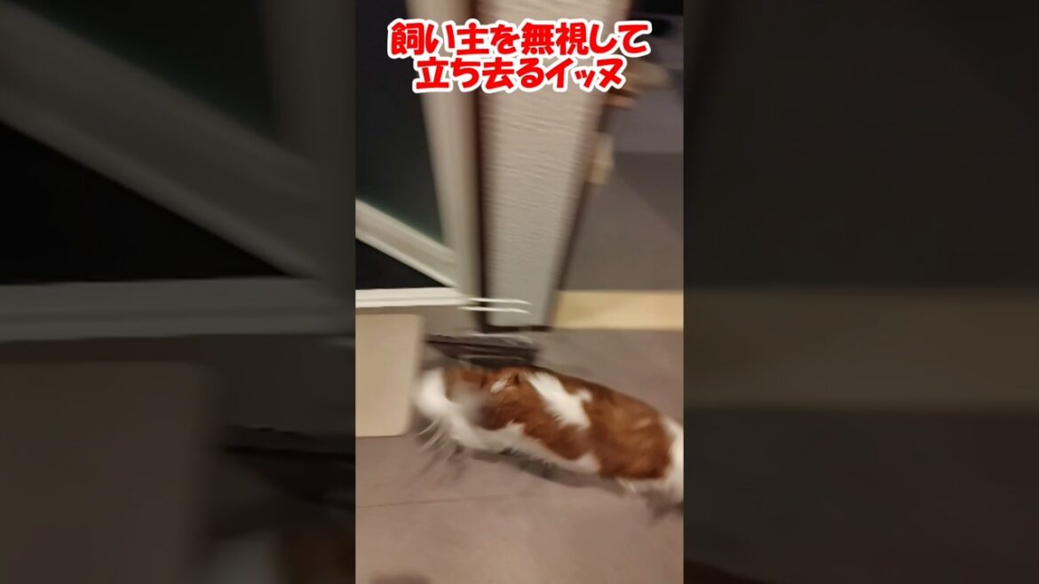 飼い主を無視して立ち去るイッヌ【コーイケルホンディエ】