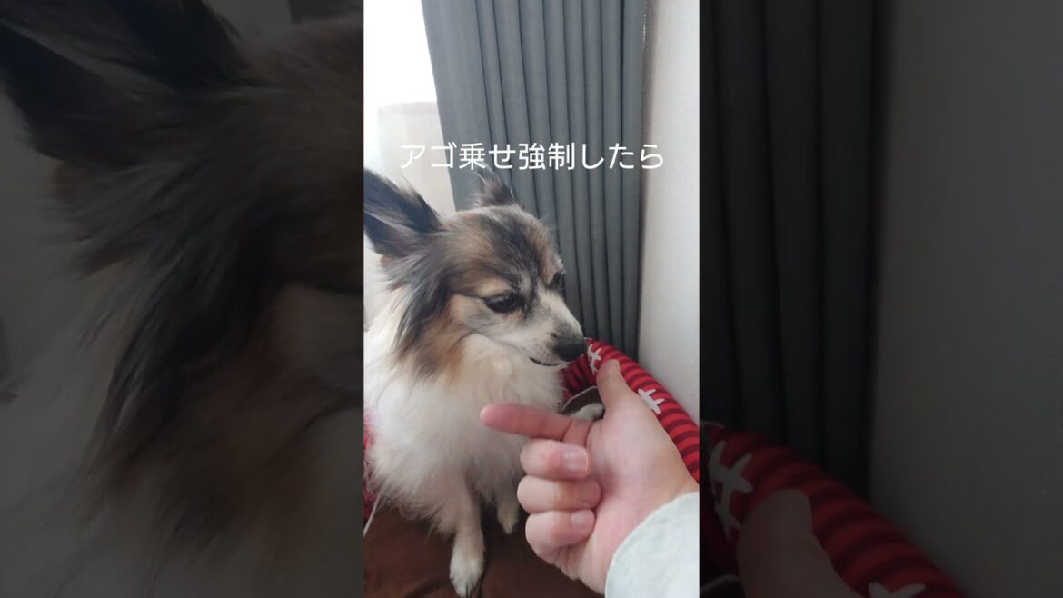 あご乗せさせたら激おこな犬 #激おこ #パピヨン #犬の遊び