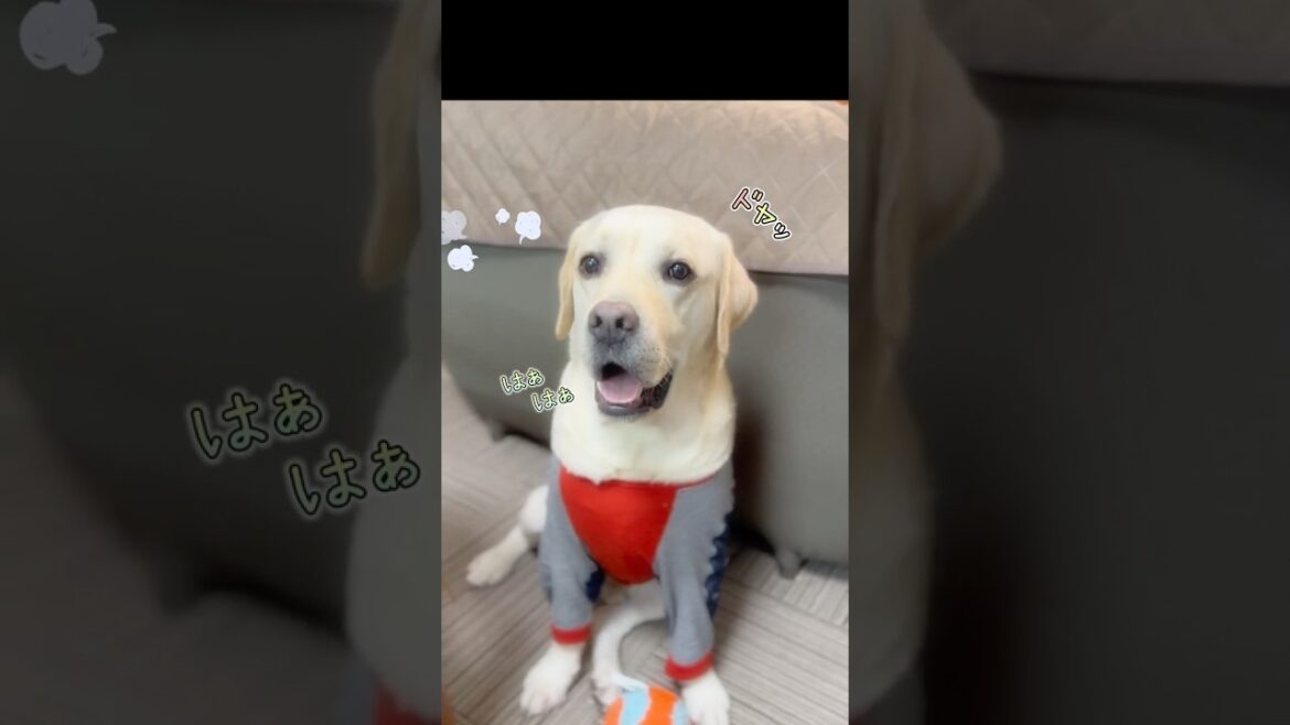トニー🐶なぜかドヤ顔しながらご褒美オヤツば求めに来っとです😅#ラブラドールレトリバー #トニー#冷蔵庫の番人