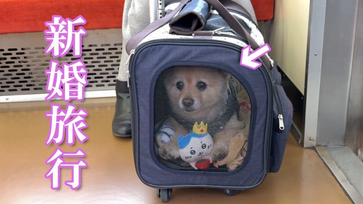 新婚旅行に一緒に行けることになった愛犬がこうなりました…笑