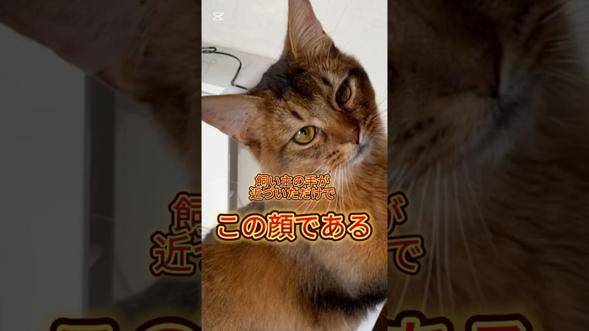 警戒 #cat #ソマリ #猫のいる暮らし #ねこの動画 #ねこ #ねこ動画 #こねこのいる暮らし #ネコ #警戒