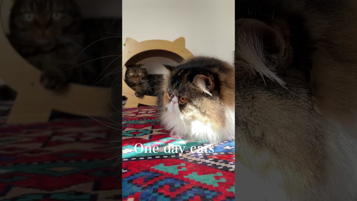 ある日の猫たち