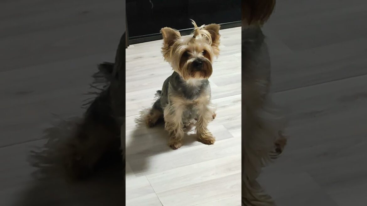 Беременность #йорк #йоркширскийтерьер #yorkshire #yorkie #йорки #маленькиесобачки #собачьяжизнь