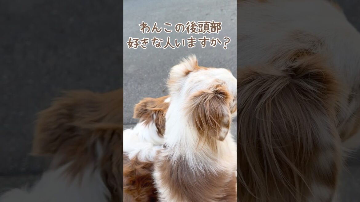 お散歩中の犬の後頭部が可愛いすぎる🥺♡【ボーダーコリー・オーストラリアンシェパード】#shorts