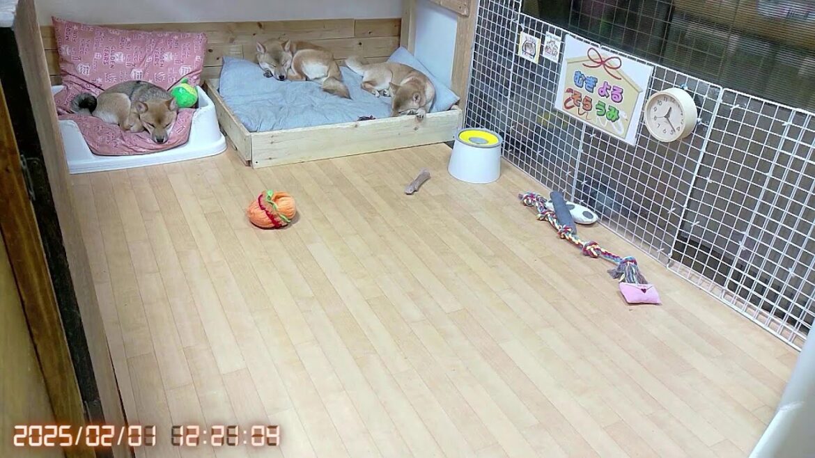 柴犬なつ！子育て生配信【生後145日】食糞防止シロップゴールドを購入！通常のシロップの2.5倍の辛さの効果や如何に！？
