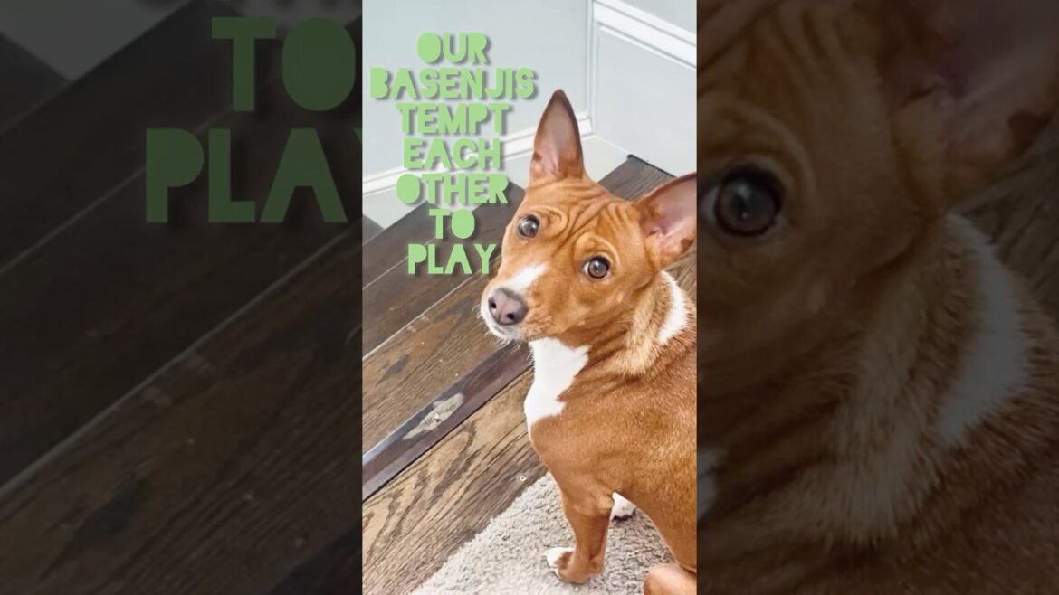 Our Basenjis Tempt Each Other to Play #basenjis #puppy #doglife #puppylife #funnypuppy #puppyvideos