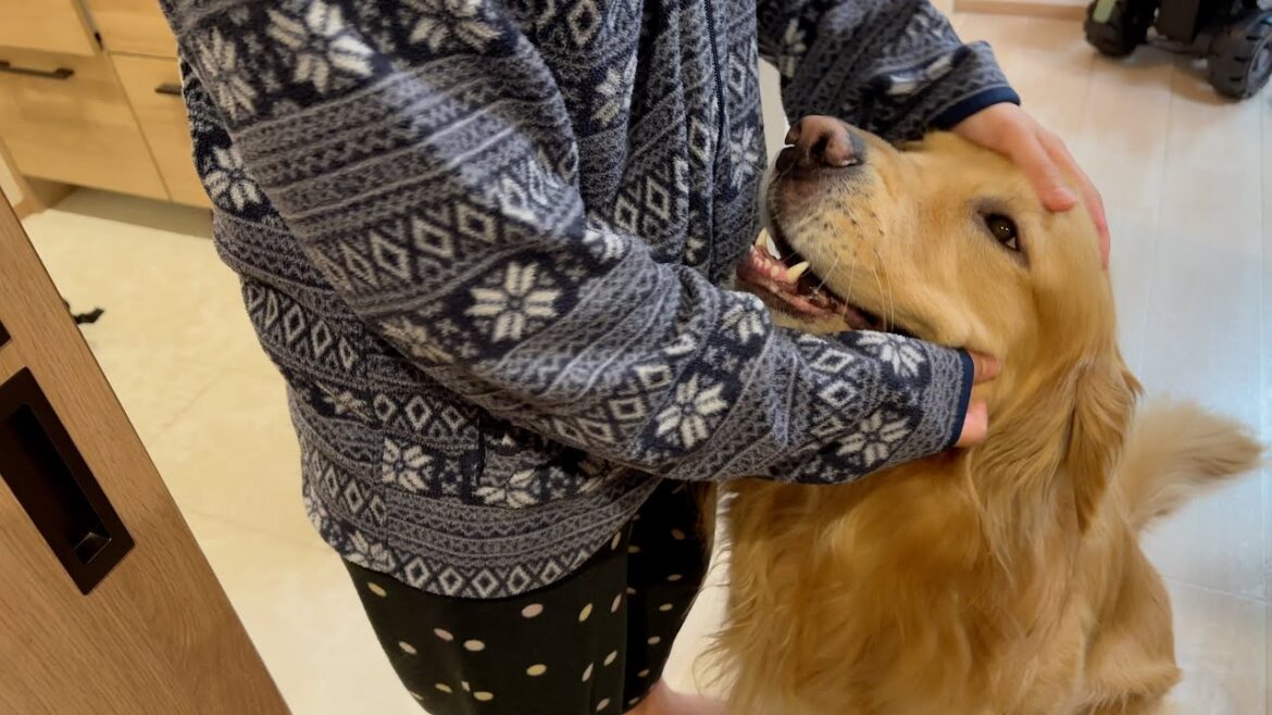 毎日飽きもせず、ママを出待ちして楽しむ愛犬