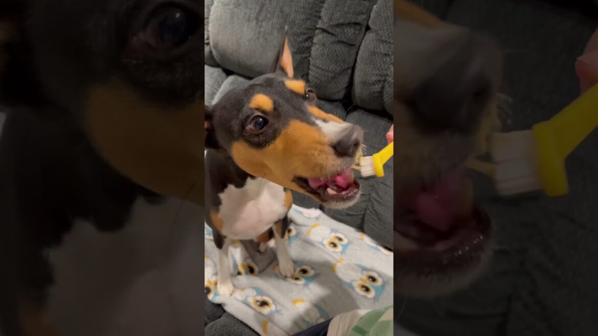 Dog Loves His Teeth Brushed! #Basenji #Dog #Barkless #BarklessDog #Shorts ￼