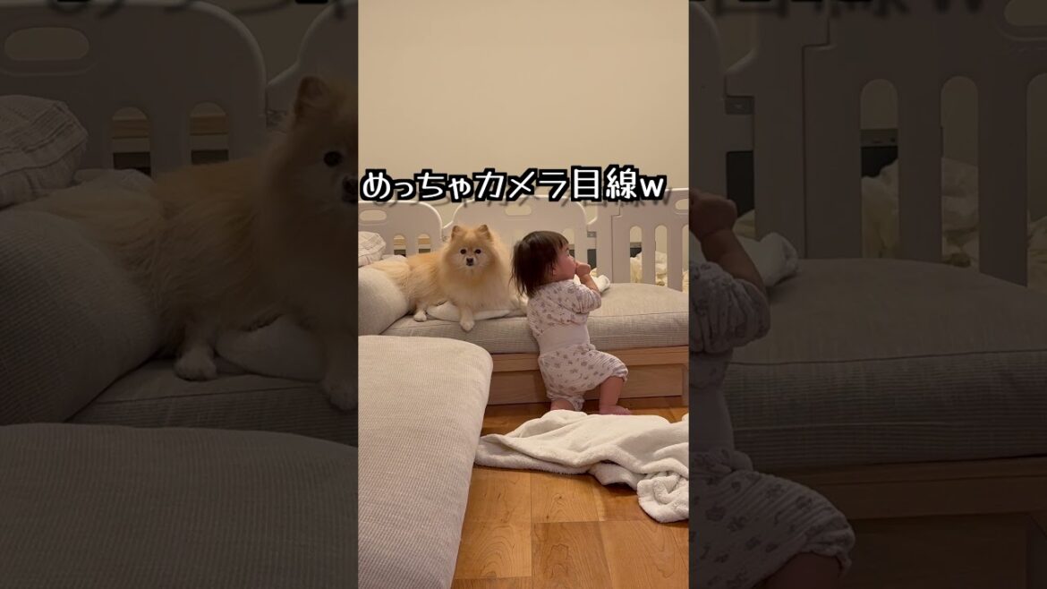 仲良し一歳児とポメラニアン　#ポメラニアン #一歳児　#shorts