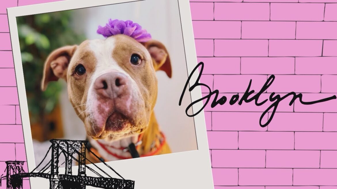 Adoptable Brooklyn the rescue dog with a grateful heart