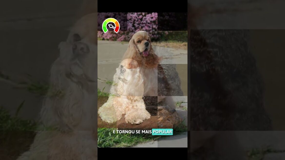 COCKER SPANIELS AMERICANOS: HISTÓRIA E ORIGEM dogsderaca.com.br