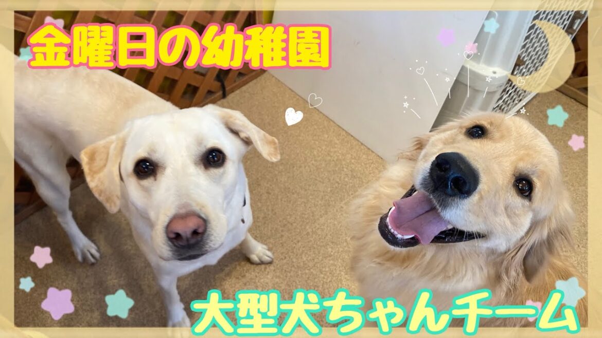 【幼稚園】金曜日🌟大型犬ちゃんチーム