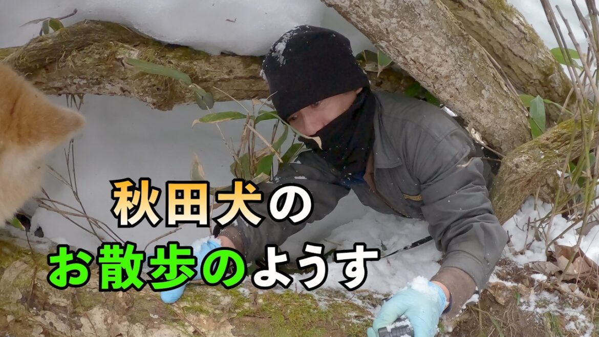 雪の積もった渓流を散歩する"秋田犬のびしゃもん" 「2025年1月30日」【大自然の中をバーチャルお散歩】【BGMなし、自然音】