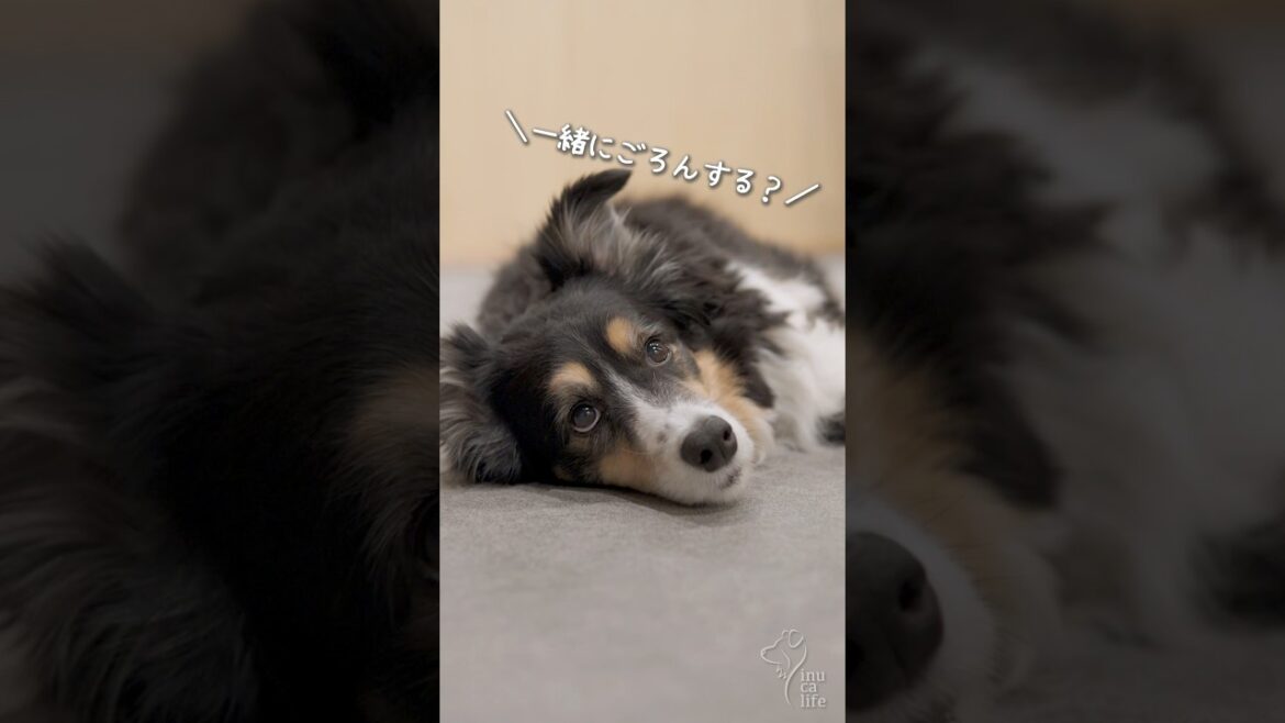 ごろごろするボーダーコリーが可愛い　#ボーダーコリー #dog #犬