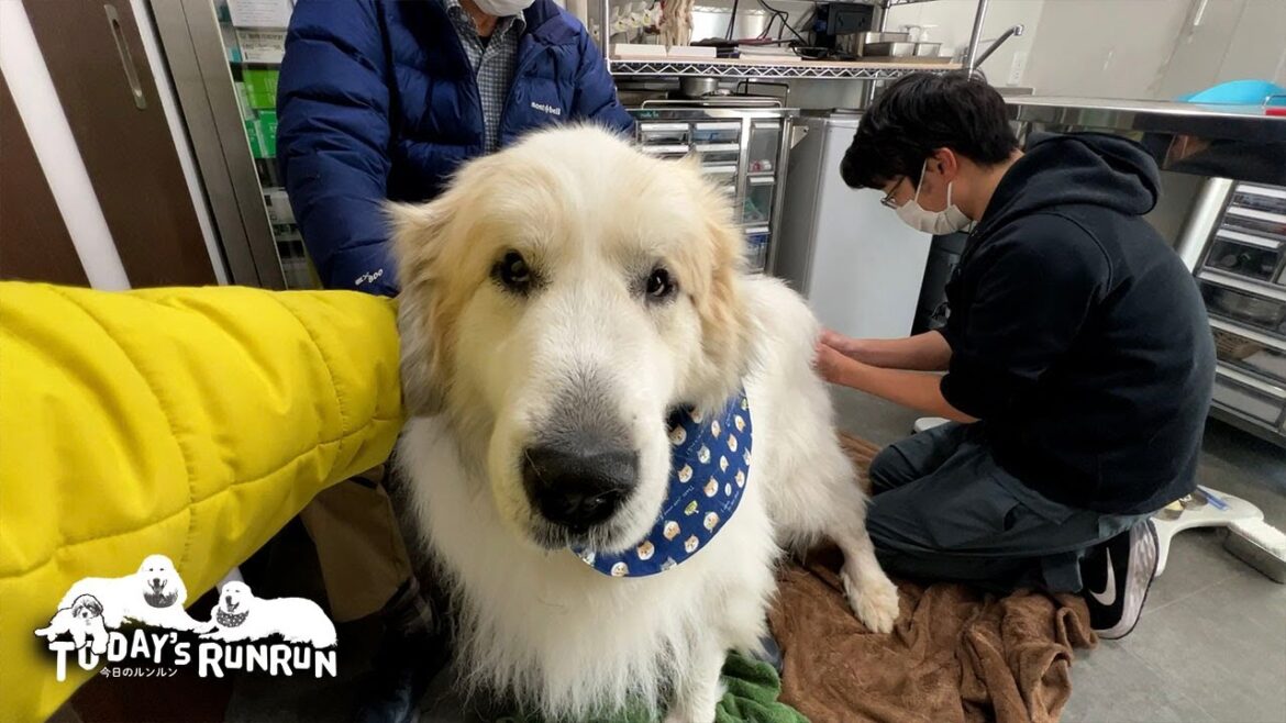 そろそろ注射だと悟りそそくさと帰ろうとするアランです Great Pyrenees グレートピレニーズ そろそろ注射だと悟りそそくさと帰ろうとするアランです Great Pyrenees グレートピレニーズ