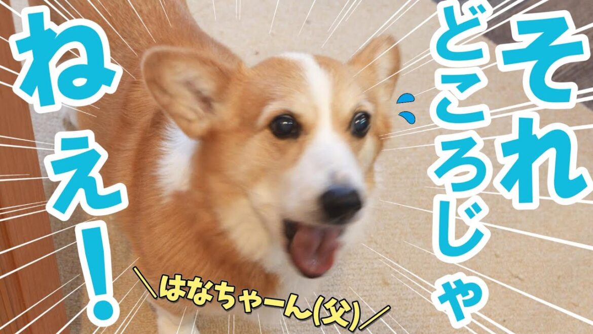 大好きな父の帰宅を待っていたが緊急事態になってしまうコーギー犬 大好きな父の帰宅を待っていたが緊急事態になってしまうコーギー犬