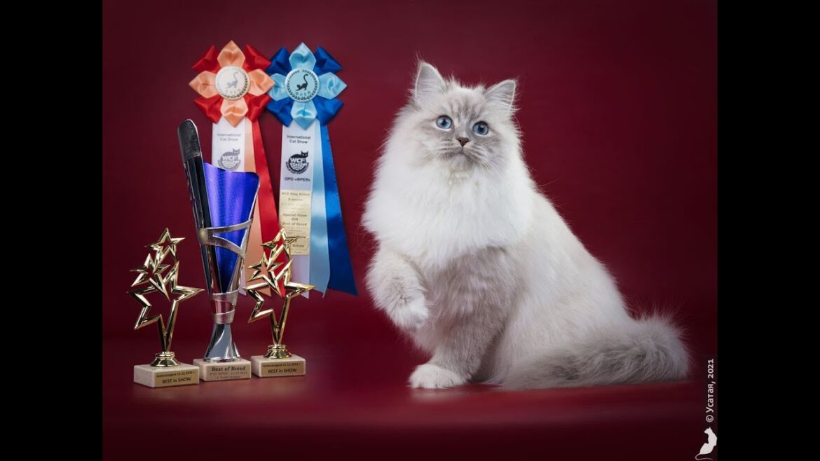 【サイベリアンの子猫ライブ1 見守り用】2024年12月16日ロシア産まれWCFチャンピオンのパンくんの赤ちゃんが産まれました。ママは、ベルくんの娘のとねちゃんです♪ 【サイベリアンの子猫ライブ1 見守り用】2024年12月16日ロシア産まれWCFチャンピオンのパンくんの赤ちゃんが産まれました。ママは、ベルくんの娘のとねちゃんです♪