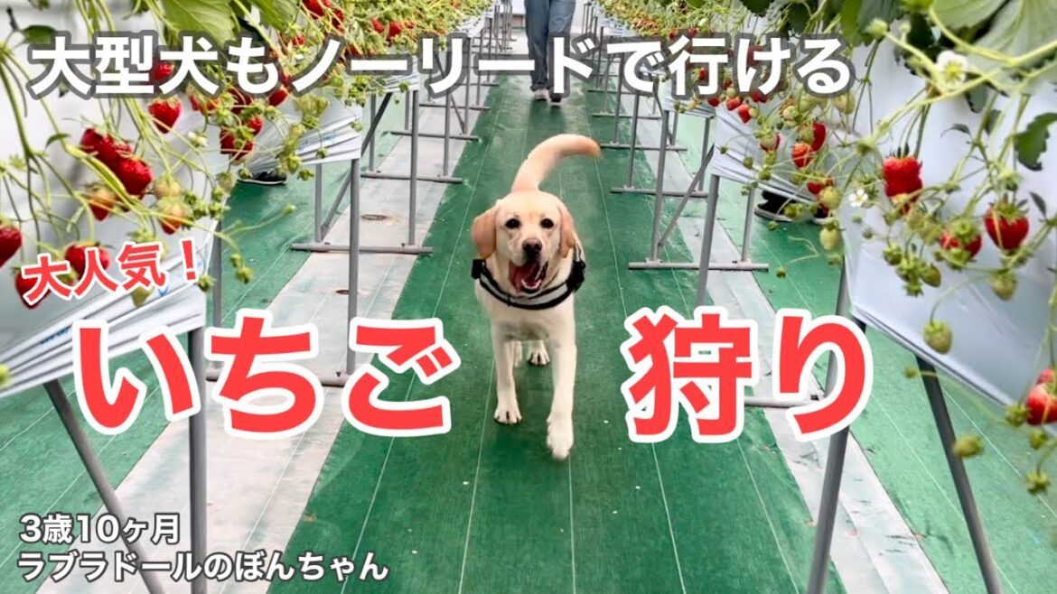 【ラブラドール#157】大人気!大型犬もノーリードで楽しめるいちご狩りに今年も行ってきた★labrador retriever 大型犬  ラブラドールレトリバー 【ラブラドール#157】大人気!大型犬もノーリードで楽しめるいちご狩りに今年も行ってきた★labrador retriever 大型犬  ラブラドールレトリバー