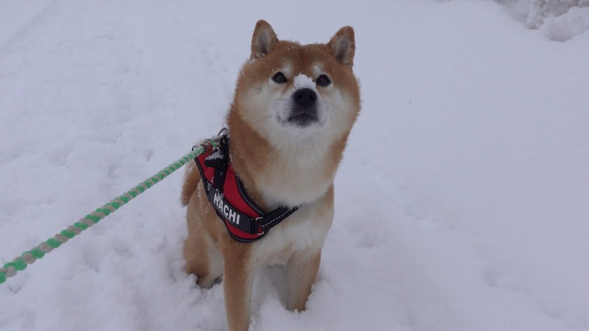 大雪すぎてヤル気が無くなる柴犬がかわいい。