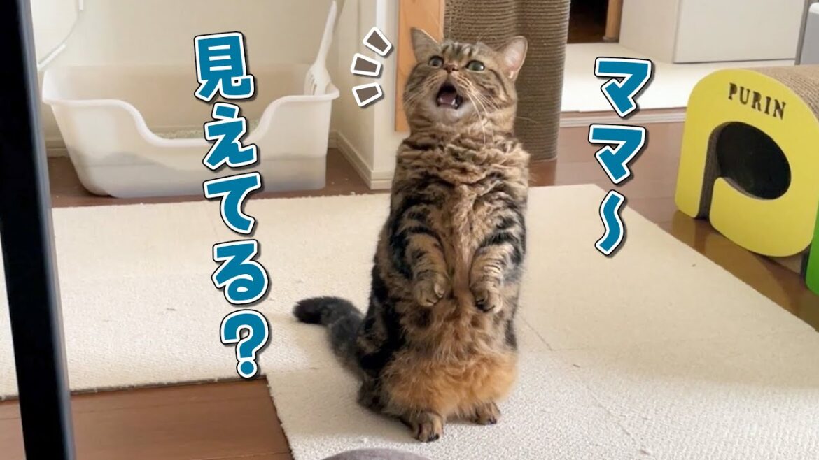 ママの顔が見えないと立ち上がって確認する猫が可愛すぎた！