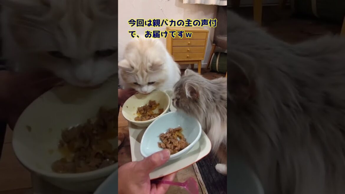 【ニャンコの親バカ日記！】（172）#ねこ動画 #cat#セルカークレックス#スコティッシュ#長毛猫