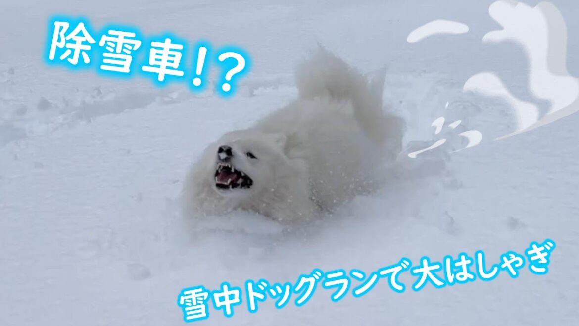雪中をひたすらズドズド突き進むサモエドが可愛い。【黒姫高原スノーパーク】