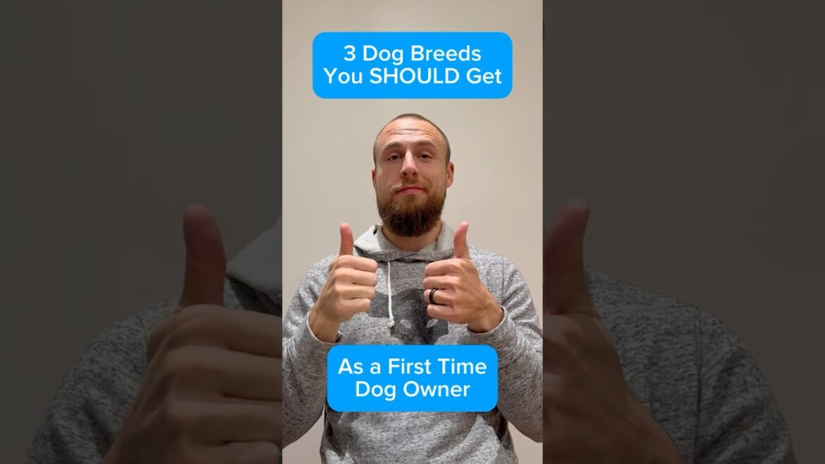 Dogs You Should Get As a First Time Dog Owner! (3 Dog Breeds) 🐶