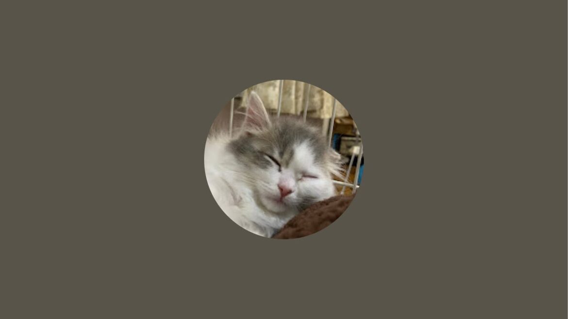 飼育放棄されたマルチーズの名前を決める生放送