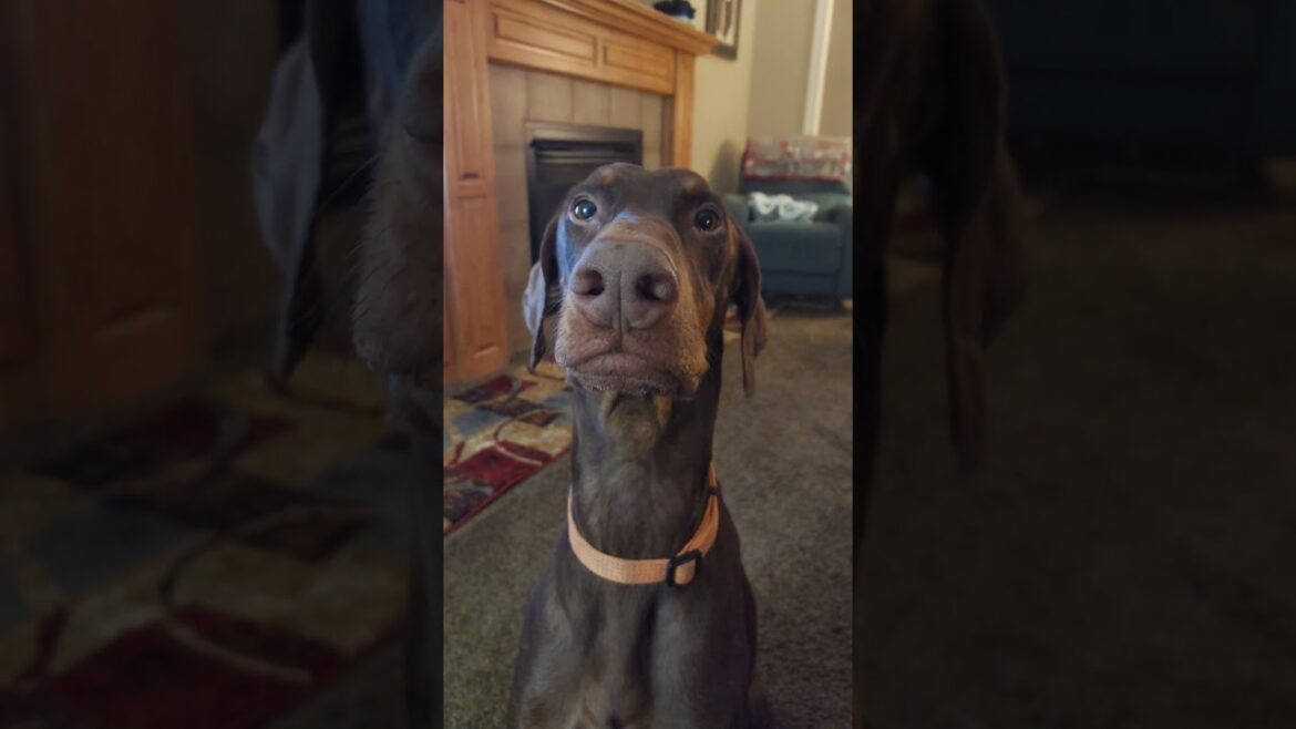 Doberman performs an ocular patdown