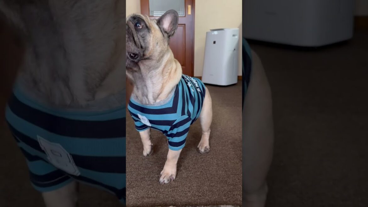 おはよう☀️朝ごはん🥣フレンチブルドッグの看板犬ぶーちゃん#shorts