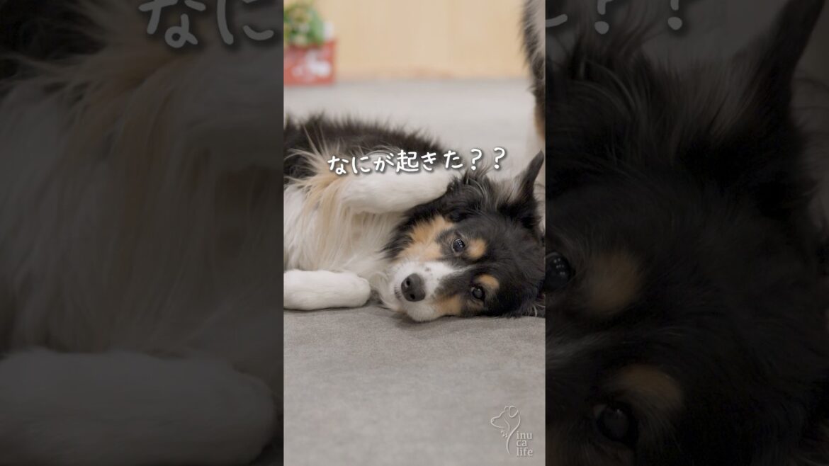 お姉ちゃんボーダーコリーだけど、ママに甘えたい！　#ボーダーコリー #オーストラリアンシェパード #dog